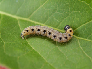 Chenille d'hyponomeute du fusain